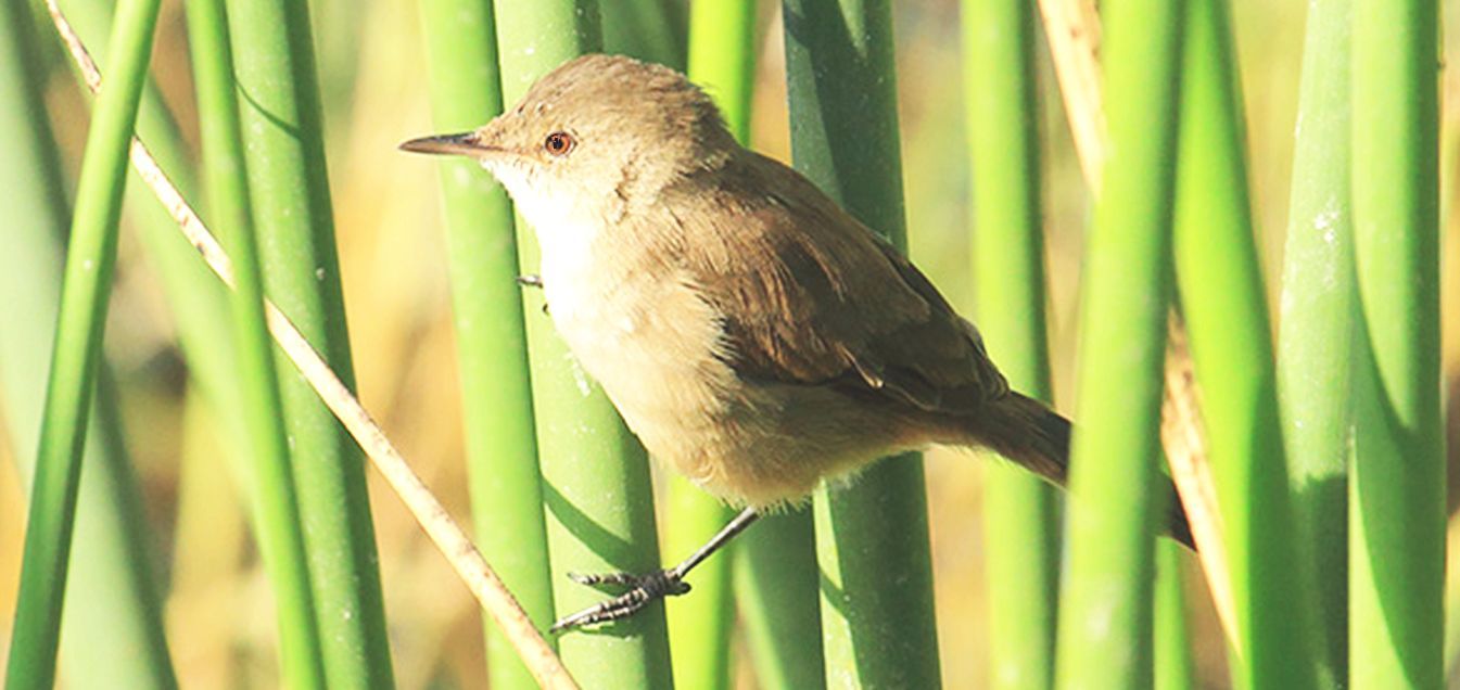 Passeriformes: cfr. Acrocephalus gracilirostris