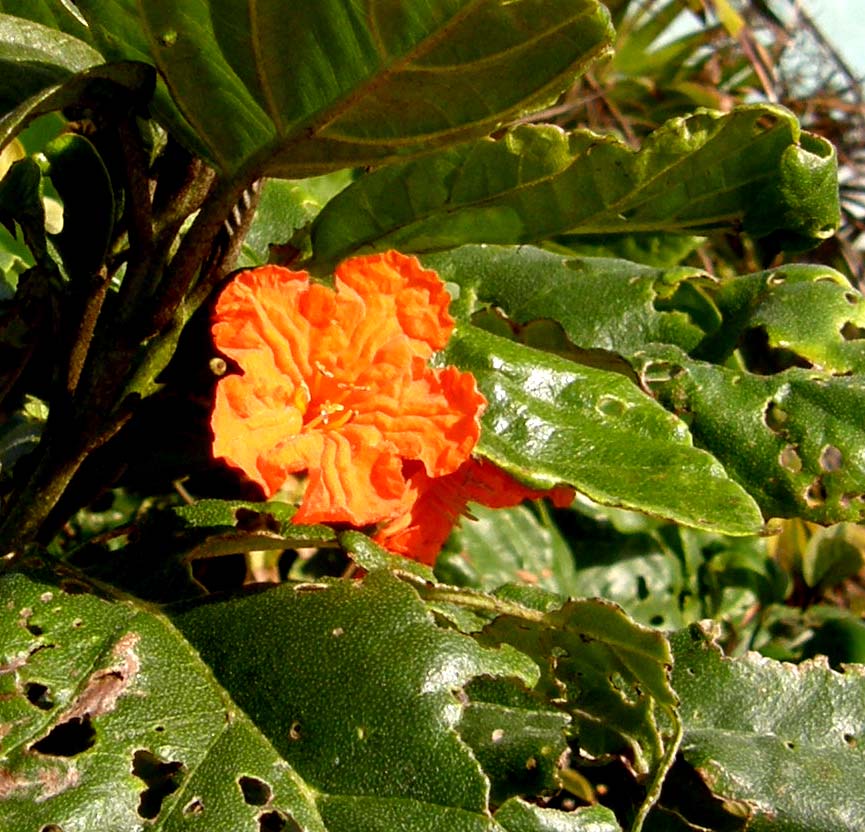 Strano fiore arancione messicano - Cordia subcordata