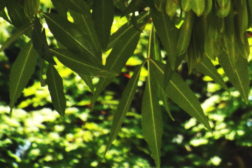 Albero da identificare: Fraxinus cfr. angustifolia