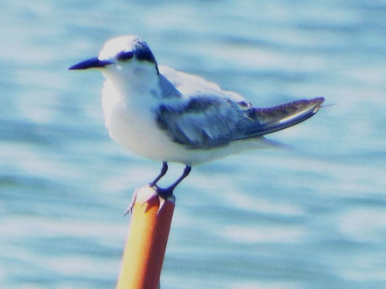 Uccelli australiani 5