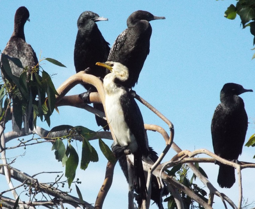 Uccelli australiani 2