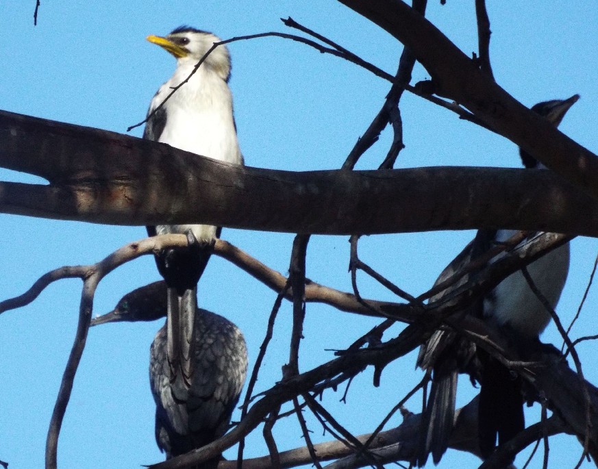 Uccelli australiani 2