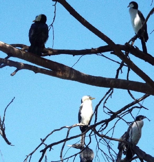 Uccelli australiani 2