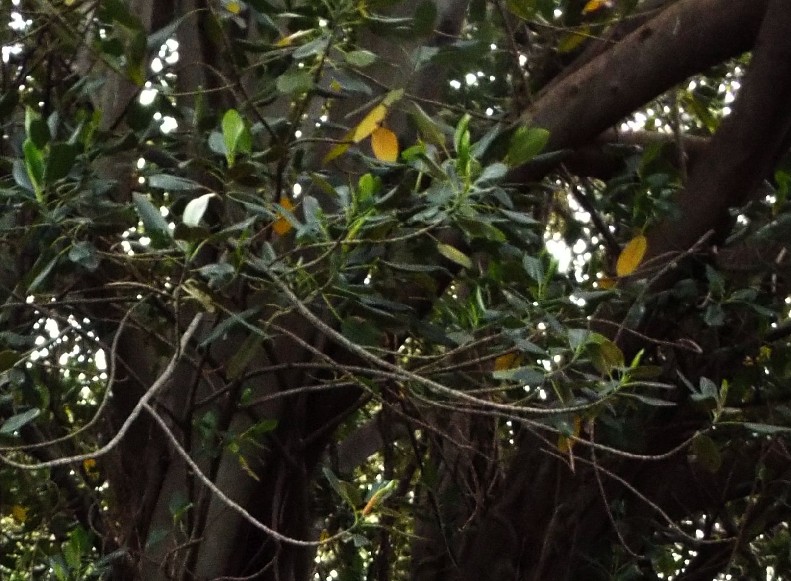 Alberi in Australia: ficus.