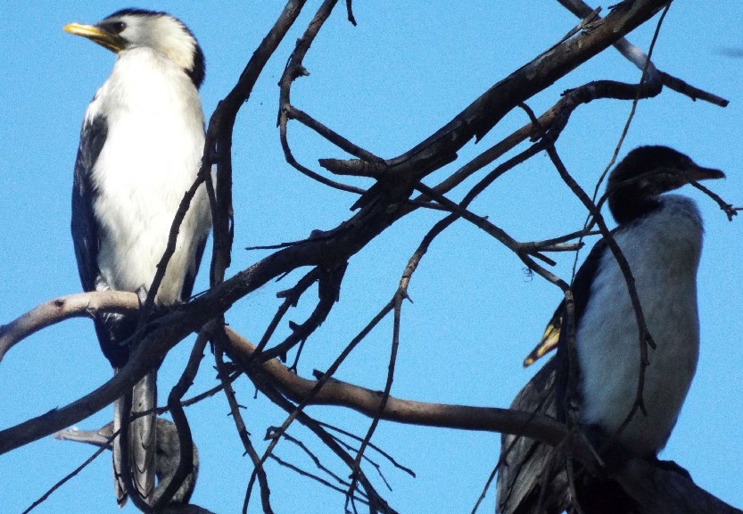 Uccelli australiani 2