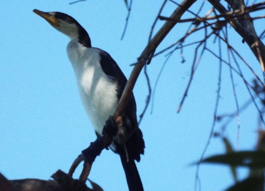 Uccelli australiani 2