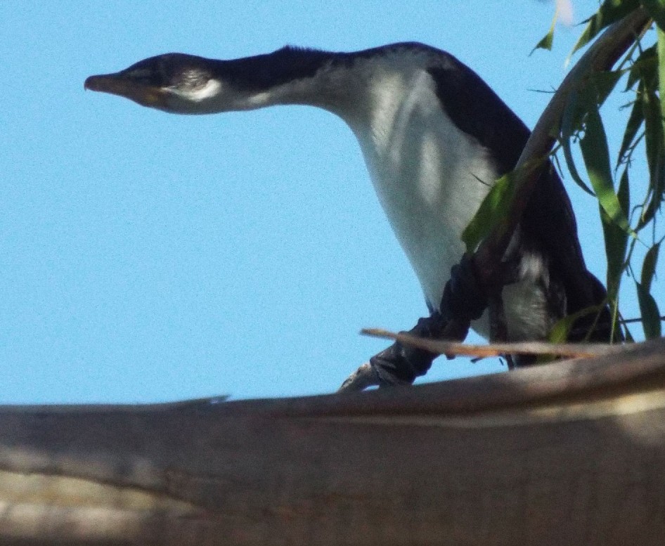 Uccelli australiani 2