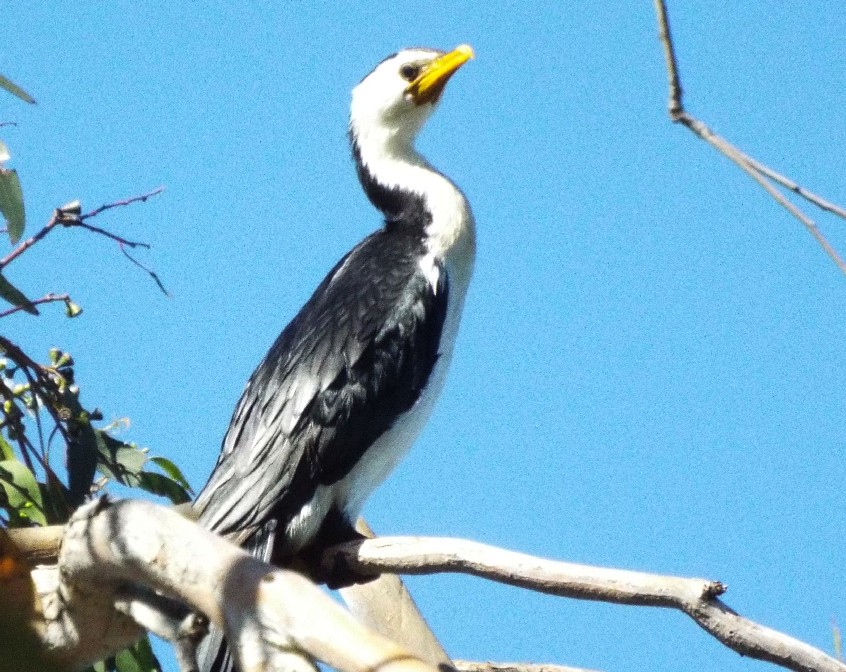 Uccelli australiani 2