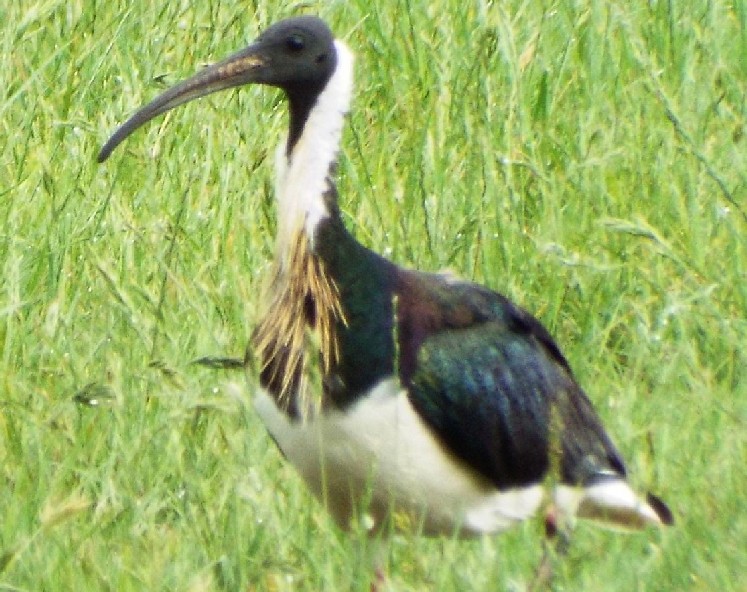 Uccelli australiani 1