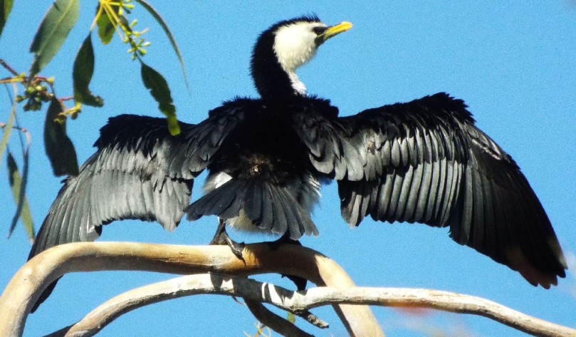 Uccelli australiani 2