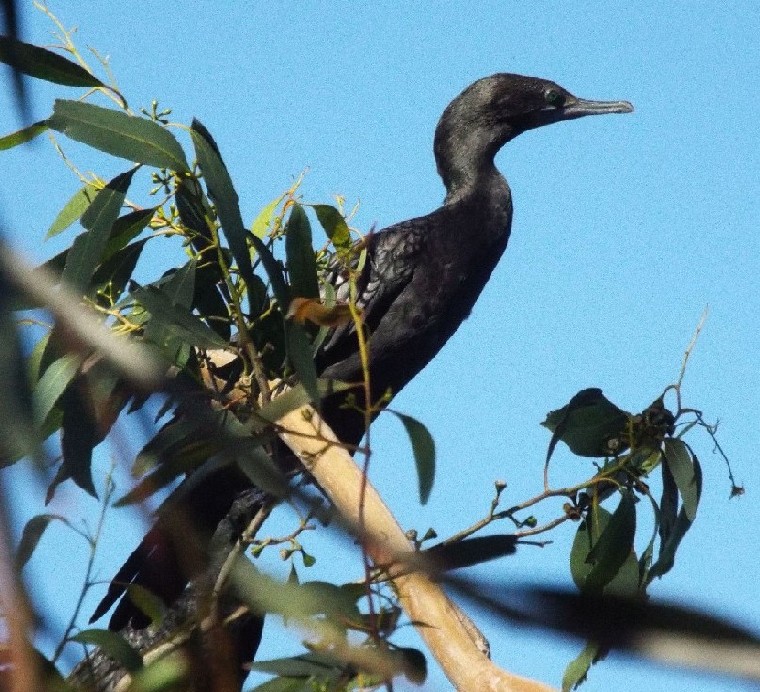 Uccelli australiani 2