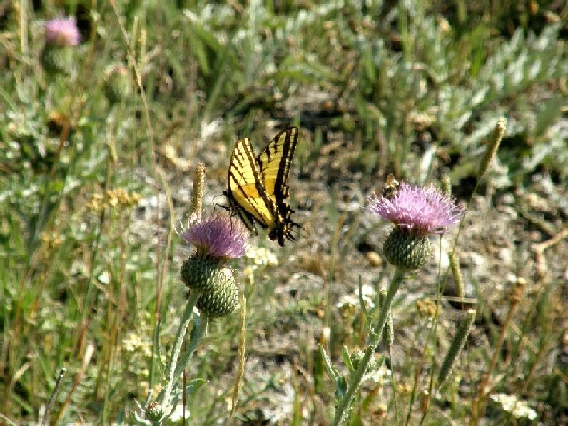 Farfalle e bruchi  nello Yellowstone National Park (USA)