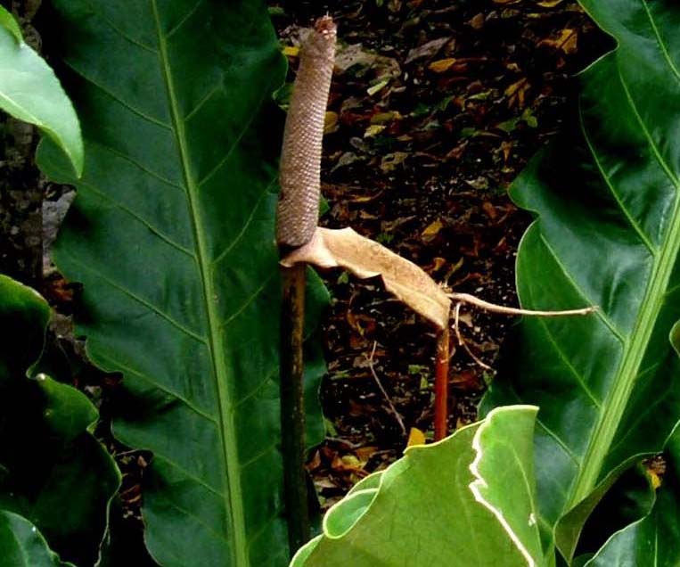 In Messico: Anthurium cubense