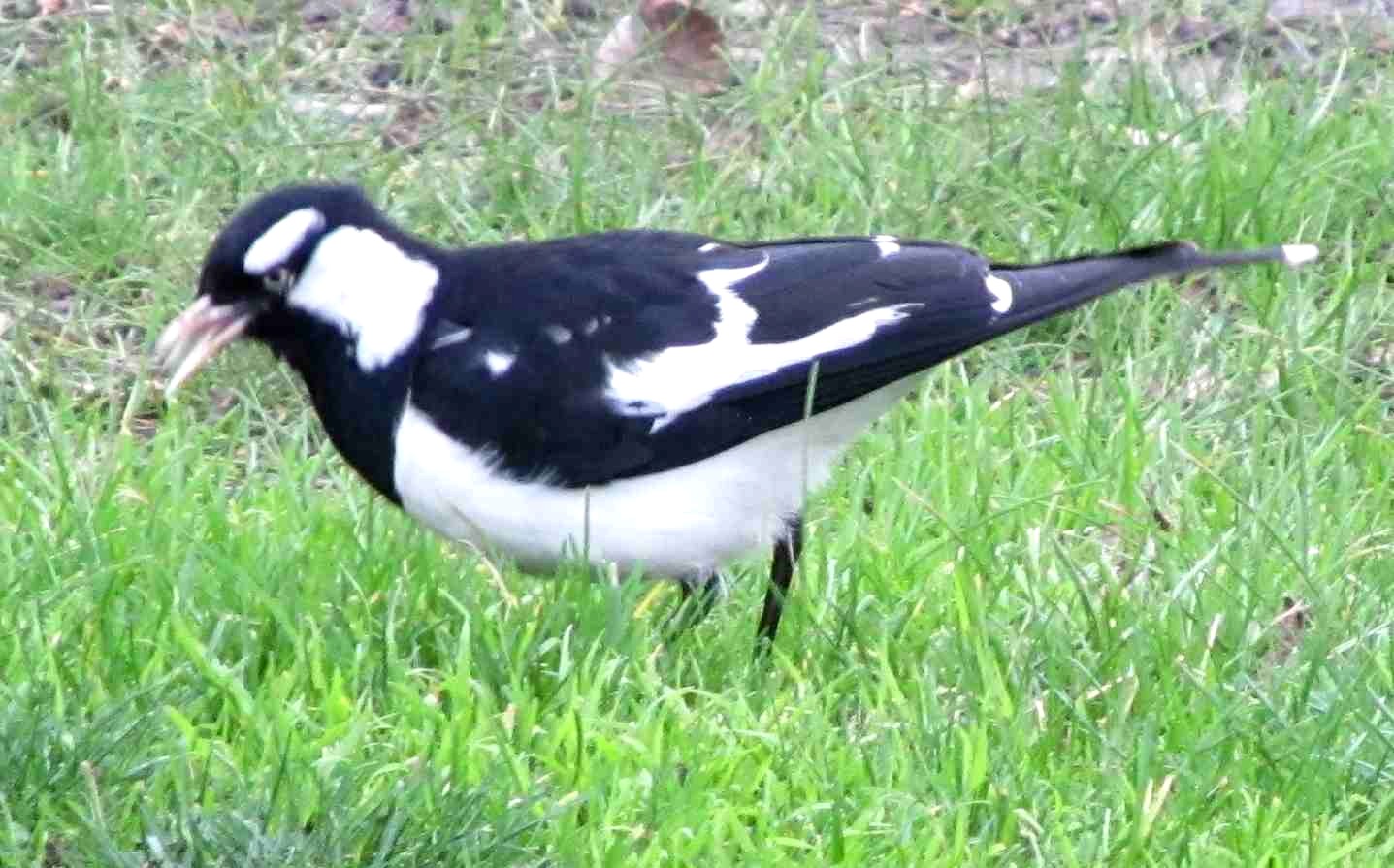 Uccello australiano 2:  Grallina cyanoleuca