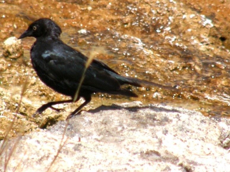 Passeriformi nello Yellowstone National Park (USA) - 1