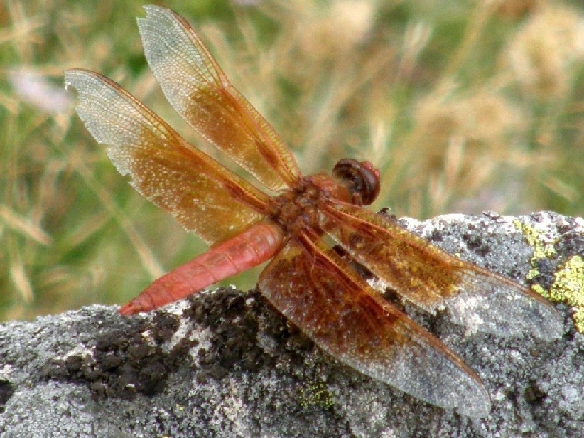 Libellule nello Yellowstone National Park (USA)