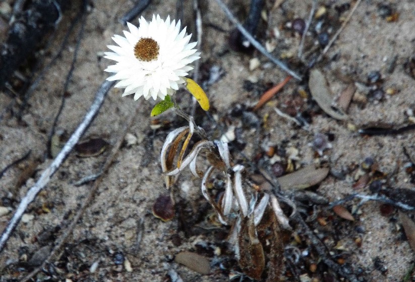 Fiori australiani 5