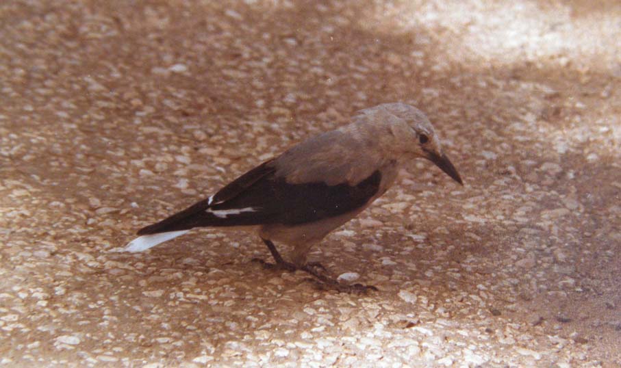 Uccello  Arizona: Nocciolaia di Clark (Nucifraga columbiana)