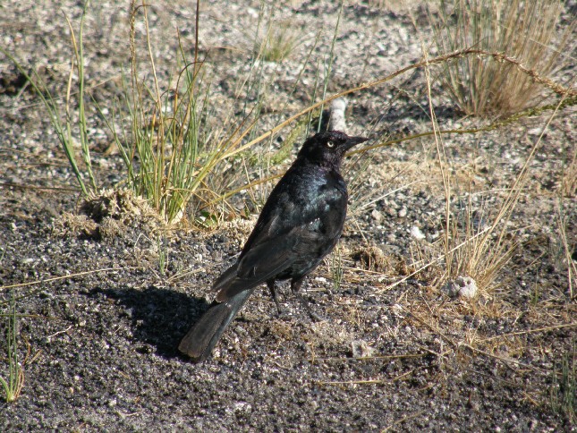 Passeriformi nello Yellowstone National Park (USA) - 1