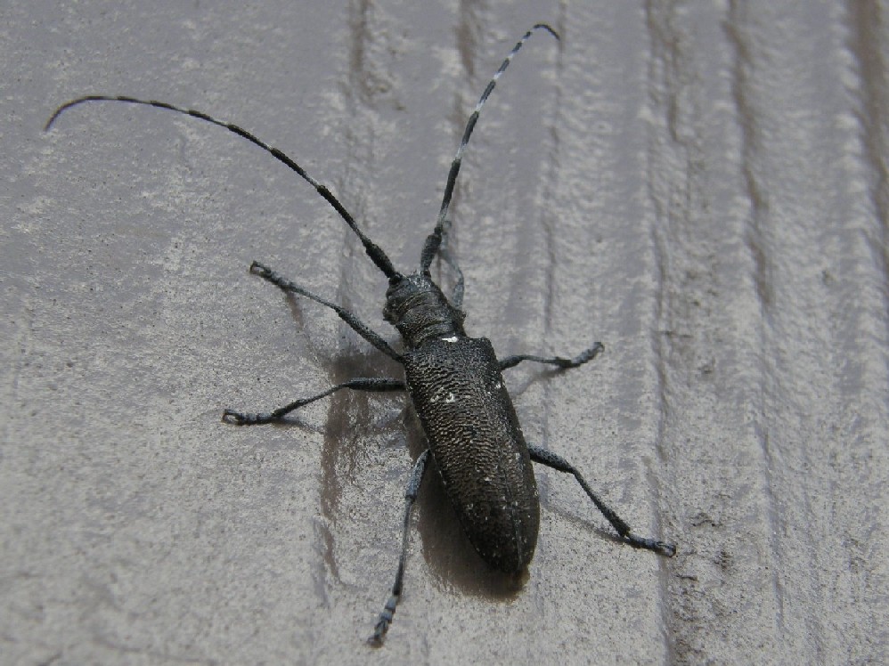 Cerambicidae nello Yellowstone National Park (USA)