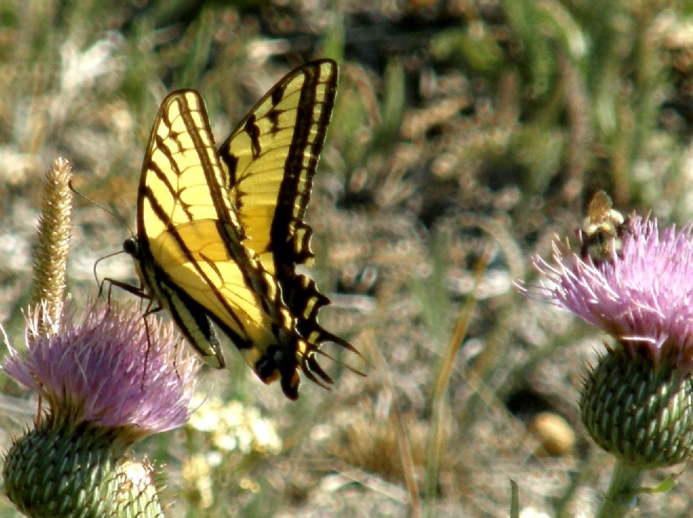 Farfalle e bruchi  nello Yellowstone National Park (USA)