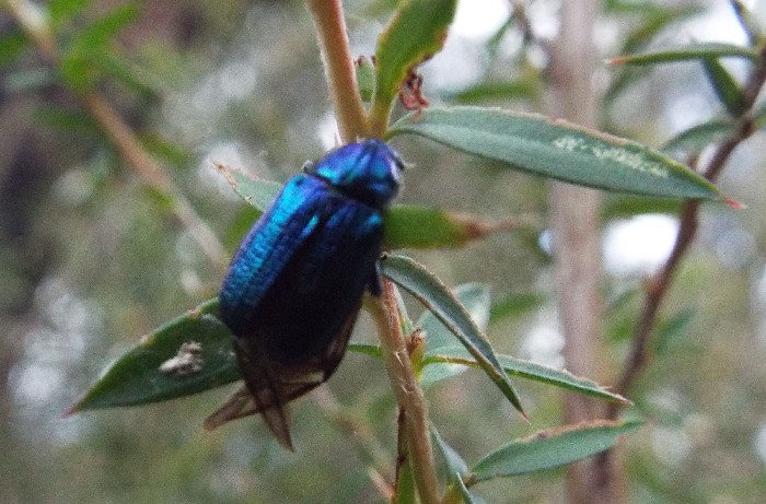 Coleotteri australiani 1