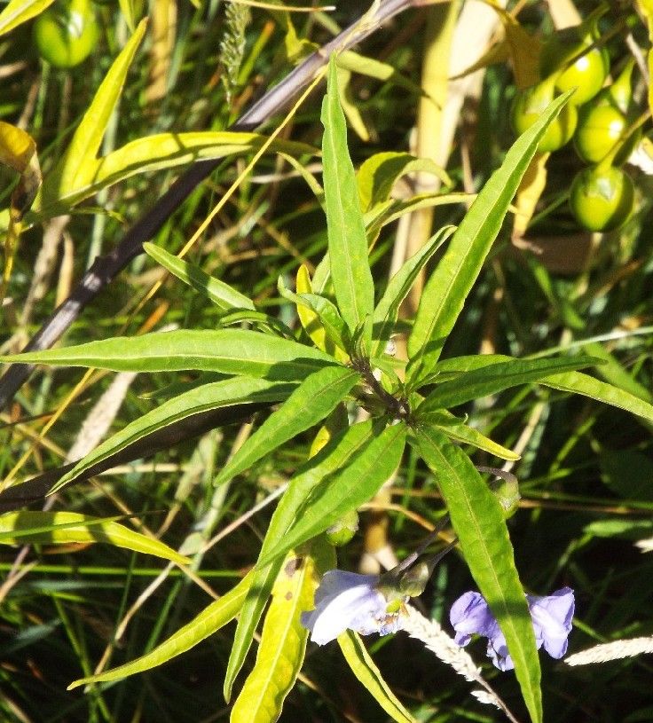 Fiori australiani 3