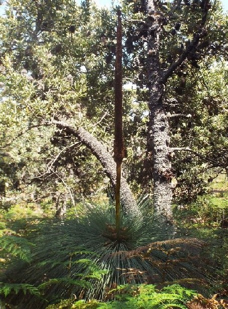 In Australia: Banksia,  Xanthorrhoea e Mangrovie