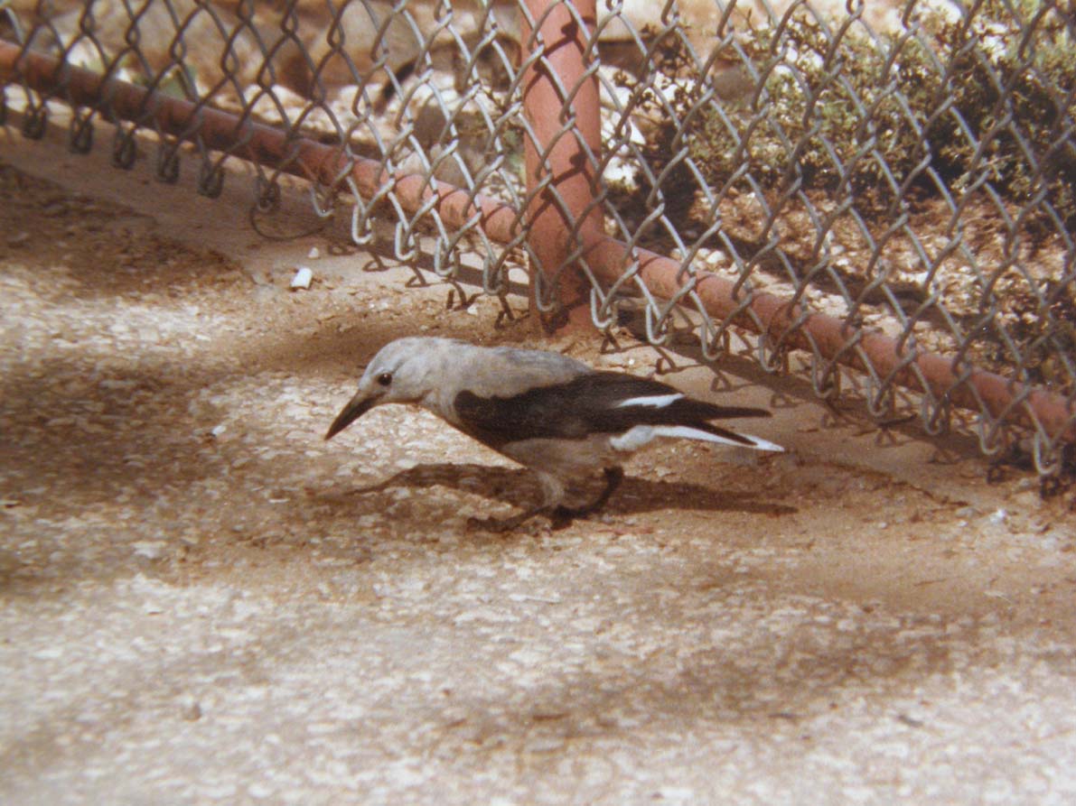 Uccello  Arizona: Nocciolaia di Clark (Nucifraga columbiana)