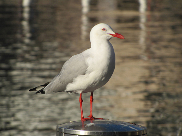 Uccelli australiani da identificare - 1