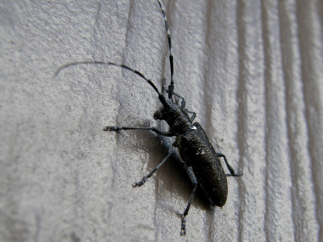 Cerambicidae nello Yellowstone National Park (USA)