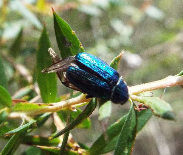 Coleotteri australiani 1