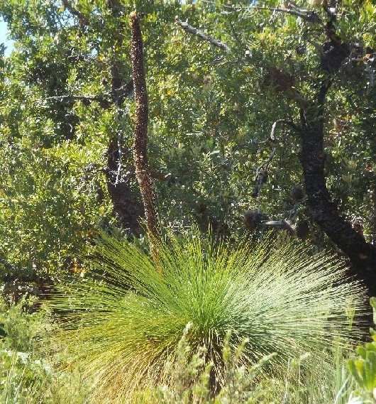 In Australia: Banksia,  Xanthorrhoea e Mangrovie