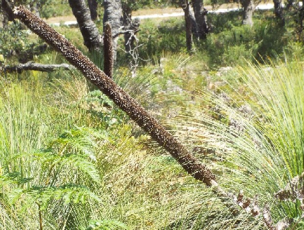 In Australia: Banksia,  Xanthorrhoea e Mangrovie