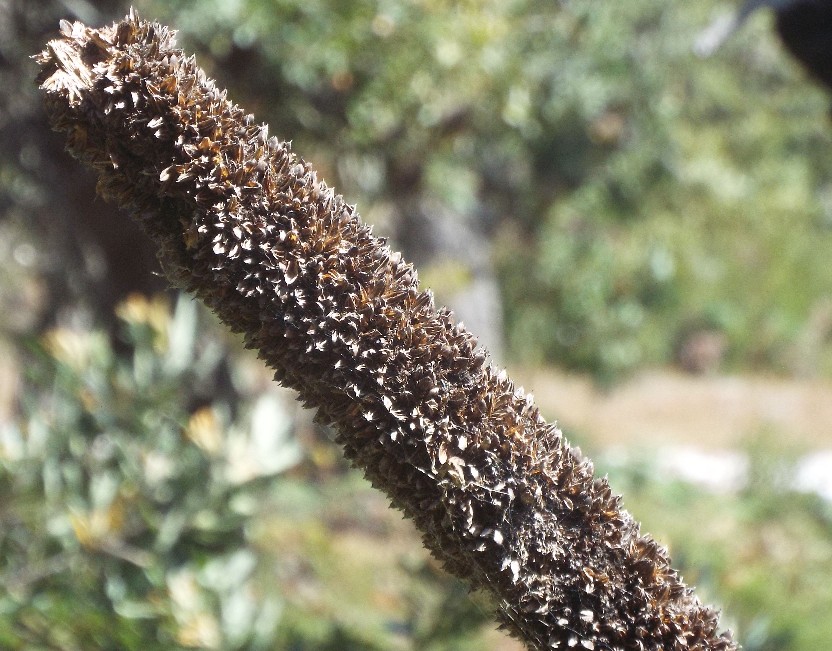 In Australia: Banksia,  Xanthorrhoea e Mangrovie