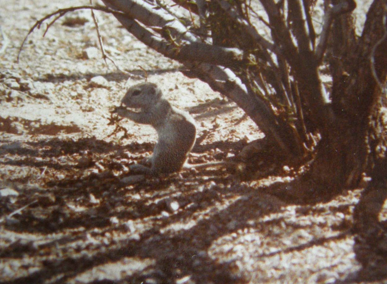 Piccoli mammiferi dell''Arizona