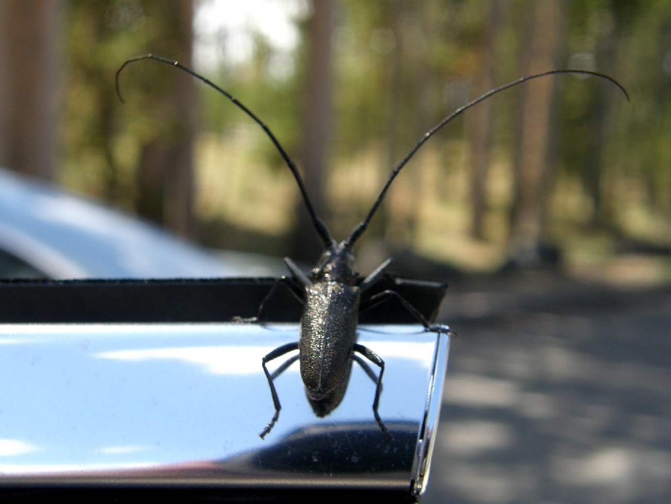 Cerambicidae nello Yellowstone National Park (USA)