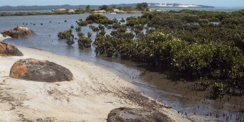 In Australia: Banksia,  Xanthorrhoea e Mangrovie