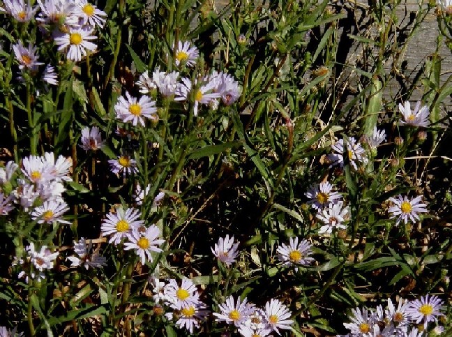 Fiore dello Yellowstone National Park (USA) - 04