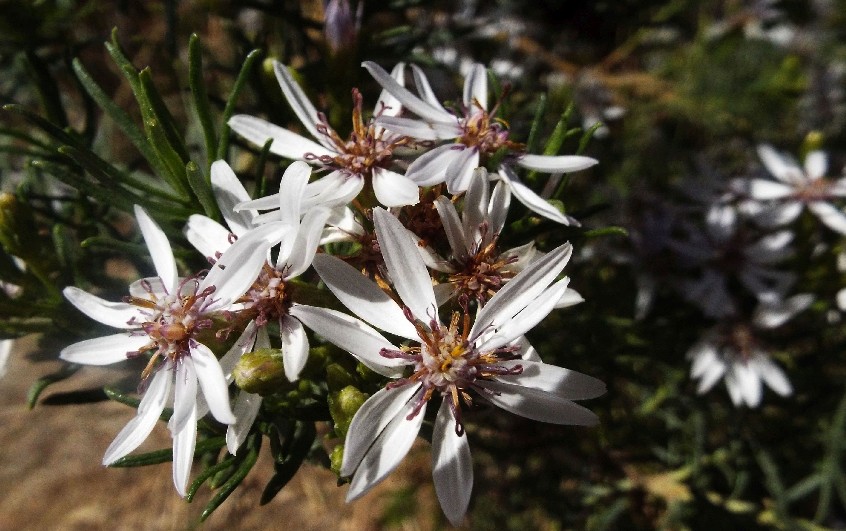 Fiori australiani 4