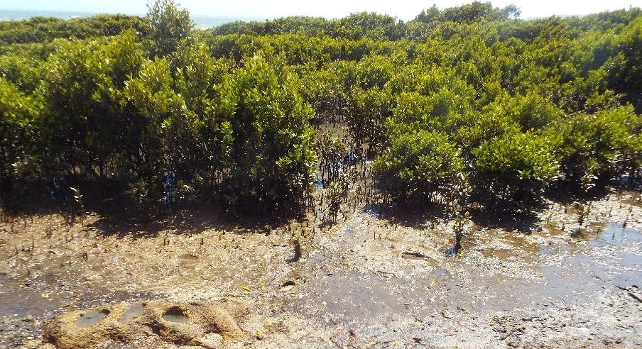 In Australia: Banksia,  Xanthorrhoea e Mangrovie