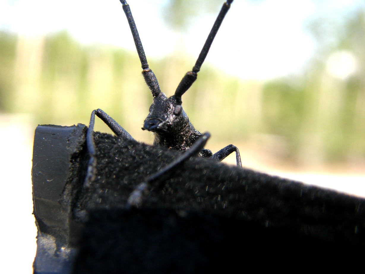 Cerambicidae nello Yellowstone National Park (USA)