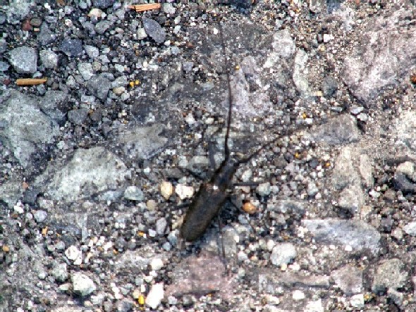 Cerambicidae nello Yellowstone National Park (USA)