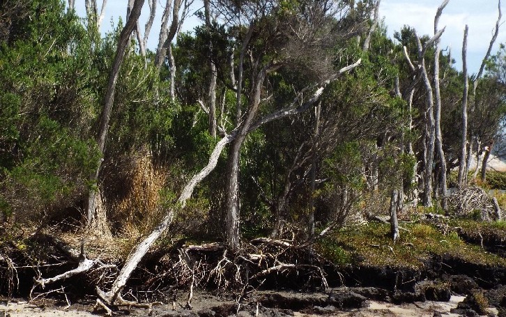 In Australia: Banksia,  Xanthorrhoea e Mangrovie