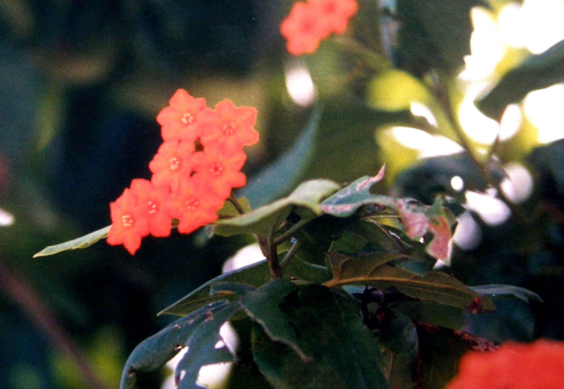 Fiori rossi sulla sabbia di un atollo.