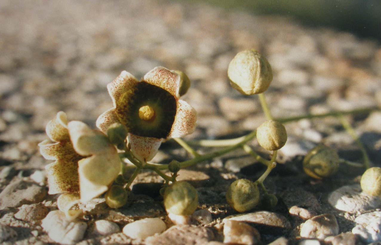 Alto albero dell''Arizona - Brachychiton populneus