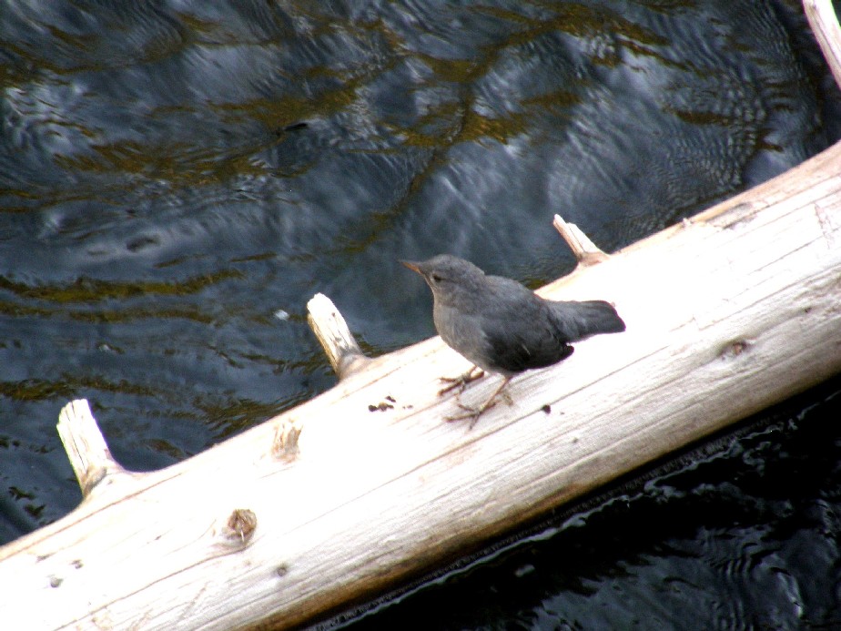 Passeriformi nello Yellowstone National Park (USA) - 2