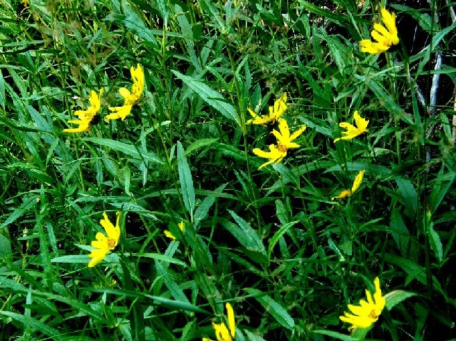 Yellowstone National Park (USA) - Helianthus