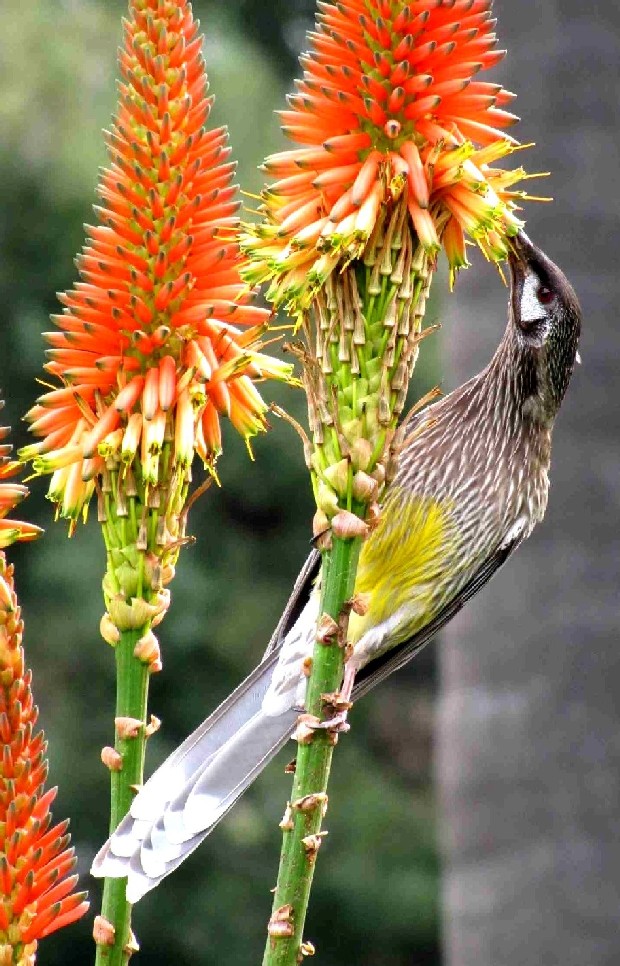 Uccello australiano: Anthochaera carunculata