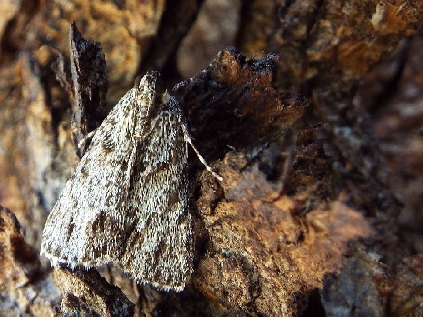 Lepidotteri australiani